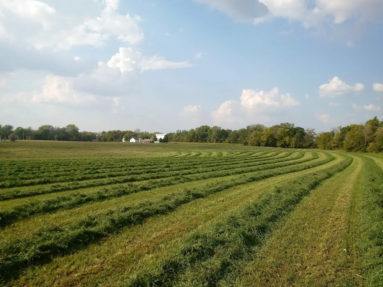 Alfalfa - CISCO Brand — CISCO Farm Seed